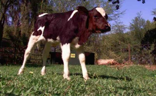 2007. Crean vacas capaces de producir insulina