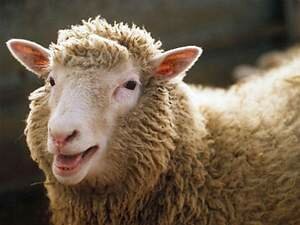 Oveja Dolly
