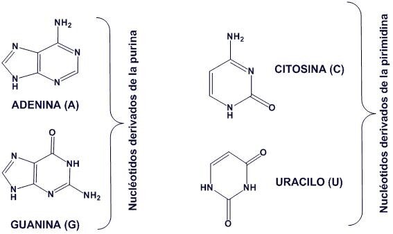 Sintetización de molécula de ácido nucleico