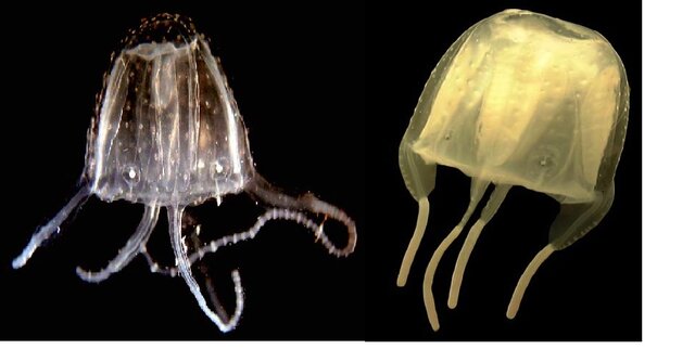 El surgimiento de las primeras neuronas