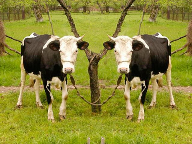 2008. Científicos argentinos crean vacas que dan leche con hormona de crecimiento bovino (dinastía Porteña).