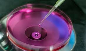 Células madres sintéticas