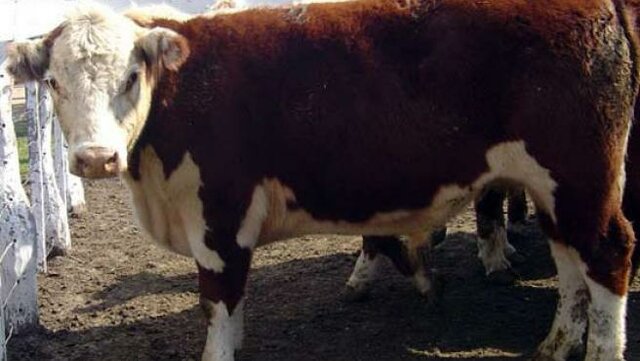 2009. Se secuencia el primer genoma bovino de una vaca Hereford.