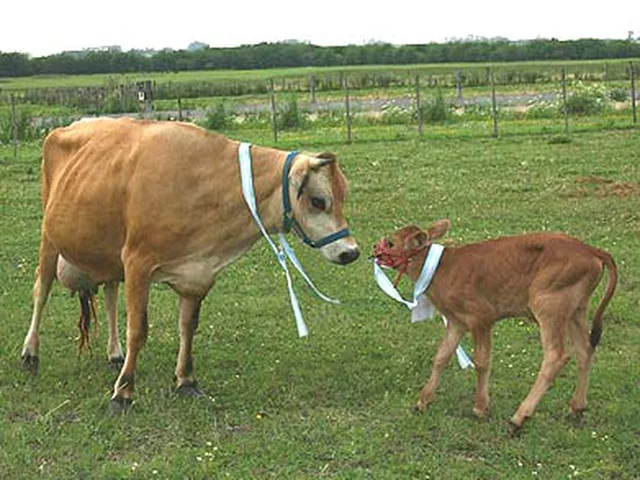2009.También se clona el primer toro campeón de la raza Brangus en el mundo.