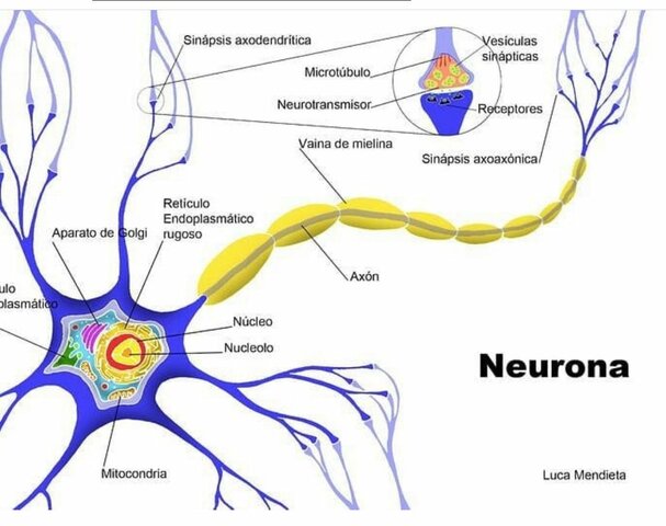 El surgimiento del sistema nervioso