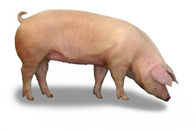 2009. Se completa la secuencia del genoma del sorgo, del maíz y del cerdo doméstico.