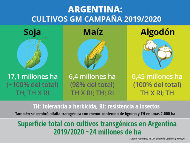 2009. Argentina siembra algodón con características acumuladas (resistencia a insectos y tolerancia a herbicida) y supera las 20 millones de hectáreas de cultivos GM.