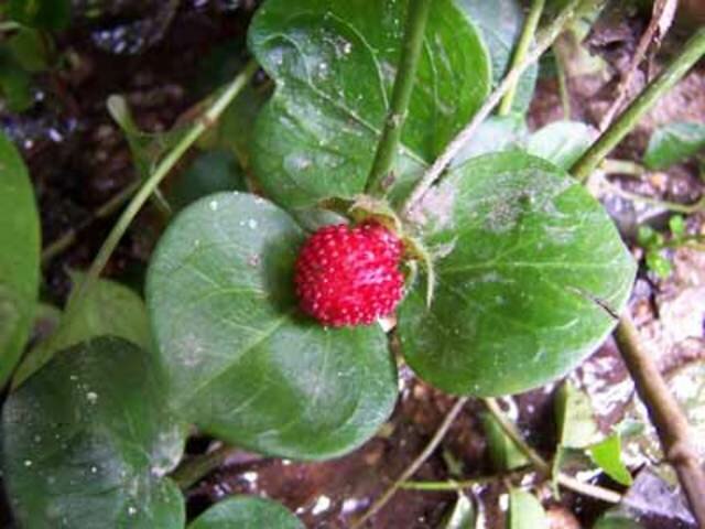 2010. un consorcio internacional de investigadores logra secuenciar el genoma completo de la frutilla silvestre.