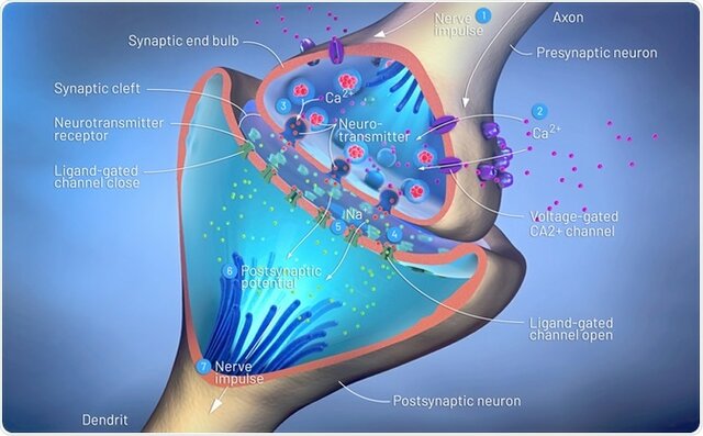 El surgimiento de la primera agrupación neuronal.