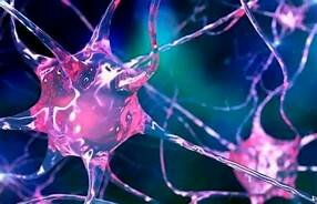 2.El surgimiento de las primeras neuronas.