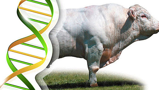 2010. Investigadores brasileños y canadienses secuencian el primer genoma de un toro cebú.