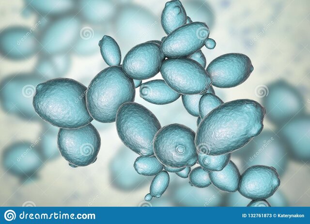 Saccharomyces cerevisiae