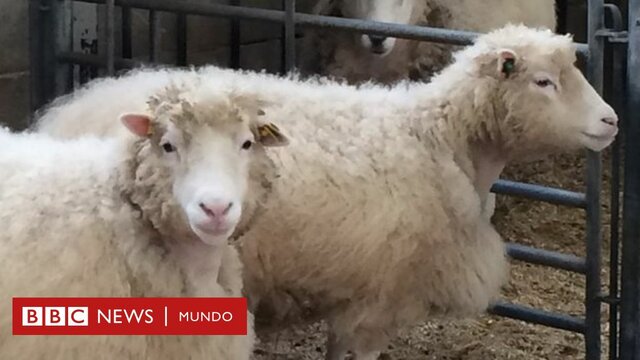 Clonación Oveja Dolly