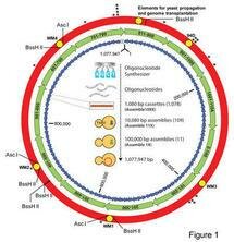 2010. Científicos de Estados Unidos crean la primera célula controlada por un genoma sintético
