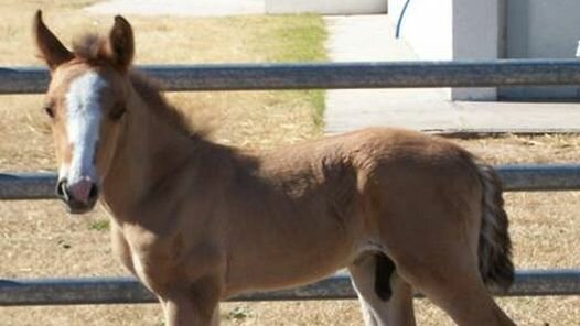 2010. En Argentina, investigadores clonan por primera vez un caballo.