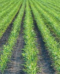 2010. Se cumplen 15 años de cultivos GM en la agricultura argentina. Los beneficios acumulados a nivel nacional alcanzan los 72 mil millones de dólares.