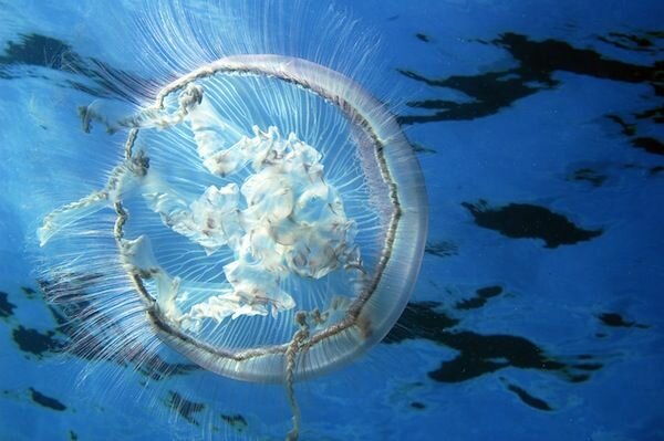 SURGIMIENTO DEL SISTEMA NERVIOSO