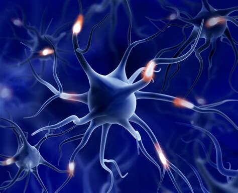 SURGIMIENTO DE LAS PRIMERAS NEURONAS