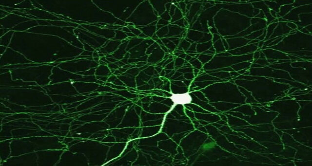 SURGIMIENTO DE LA PRIMERA AGRUPACIÓN NEURONAL
