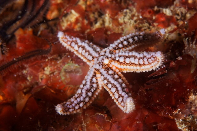 ORGANIZACIONES NERVIOSAS - SIMETRÍA RADIAL