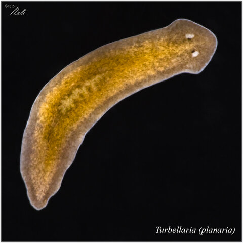 ORGANIZACIONES NERVIOSAS - SIMETRÍA BILATERAL