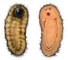 Aparicion de unos parientes de las babosas actuales