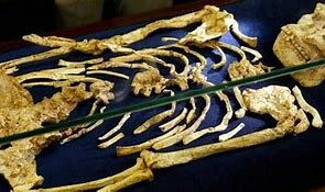 Criaturas con esqueletos óseos