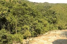 Primeros fragmentos boscosos