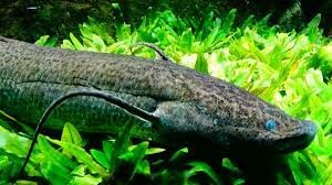 Aparicion de peces pulmonados