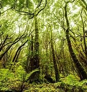 Extensión de bosques