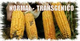 Calgene: alimentos transgénicos