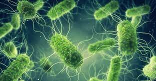 Descubrimieno de los microorganismos