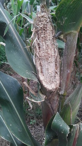 PROBLEMA: IMPACTO AL CULTIVO DE MAIZ POR AVES