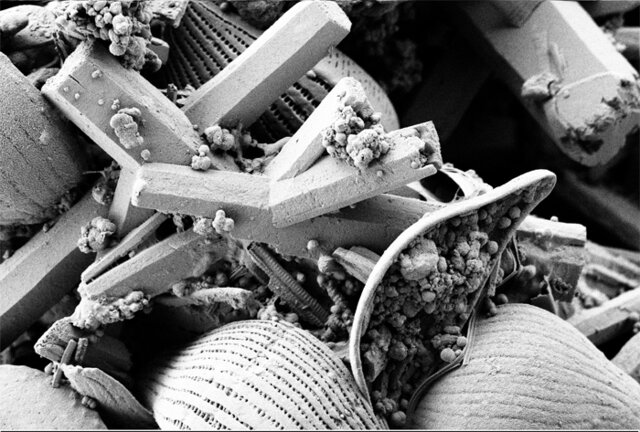 2011. Científicos argentinos secuencian por primera vez el genoma de un microorganismo que sobrevive en condiciones extremas en la Puna Argentina.