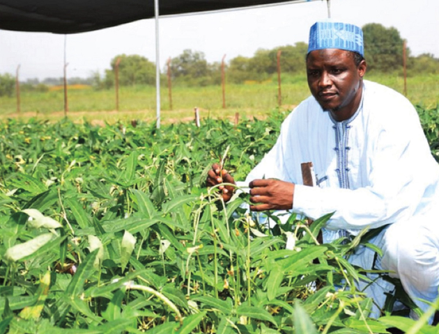 2011. Brasil autoriza la siembra comercial de un poroto resistente a virus, completamente desarrollado por una institución pública (EMBRAPA).