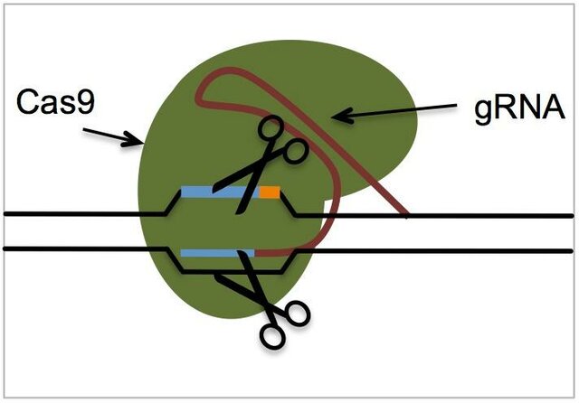 CRISPR-CAS9 Mejora
