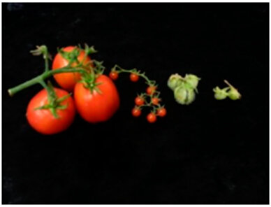 2014. También se secuencian los genomas de un tomate silvestre, maní, pasto miel -una especie nativa de Argentina-, y el genoma del virus AMV Arg que provoca el deterioro de la alfalfa, este último llevado a cabo por científicos