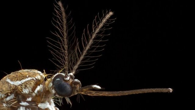 2014. En Brasil, la CTNBio aprueba la liberación comercial de un mosquito Aedes aegypti transgénico para combatir el dengue.