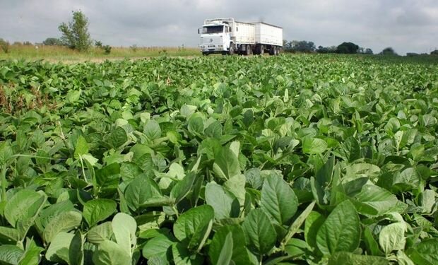 2015. Se cumplen 20 años de cultivos transgénicos en Argentina.