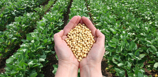 2017. En Argentina se aprueba la soja transgénica con tolerancia a los herbicidas a base de glufosinato de amonio e inhibidores de la enzima phidroxifenilpiruvato dioxigenasa (HPPD) y el cártamo con expresión de proquimosina bovina en su semilla