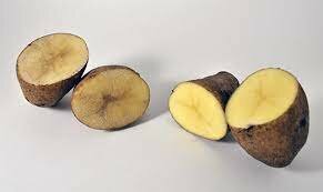 2018. Investigadores del INTA Balcarce lograron una papa editada genéticamente con pardeamiento enzimático retardado