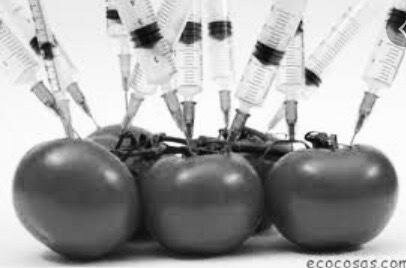 Alimentos transgénicos .