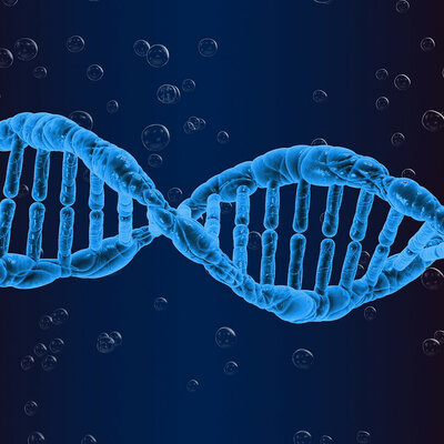 Timeline: Historia de los descubrimientos en torno al ADN, Ruiz Sofia