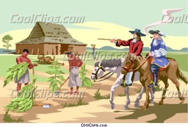 Devlopment of Tobacco