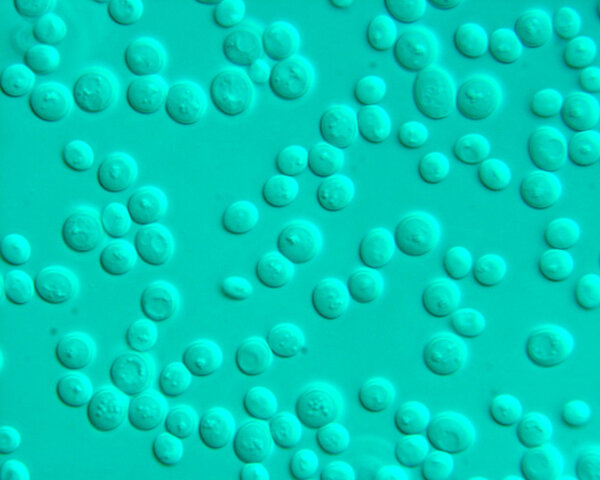 Saccharomyces cerevisiae