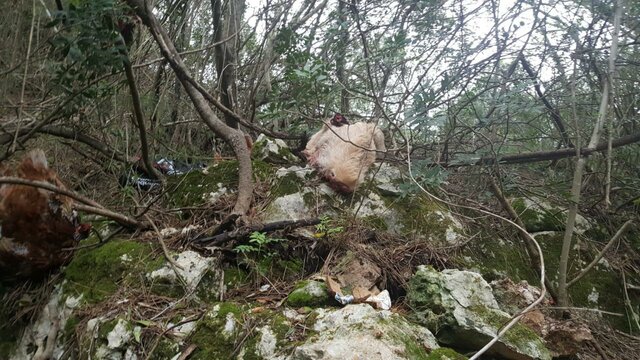 Obsesión con sus victimas