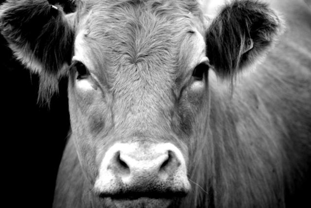 Gen que codifica para la insulina humana.