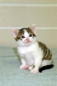 Clonación y secuenciación