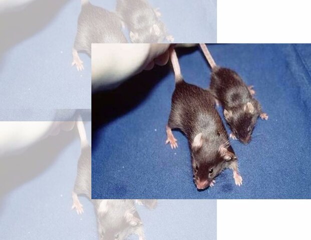 Se crea el primer ratón transgénico (el "superratón"), insertando el gen de la hormona del crecimiento de la rata en óvulos de ratona fecundados.