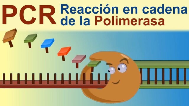 Se inventa la técnica PCR, que permite replicar (copiar) genes específicos con gran rapidez.